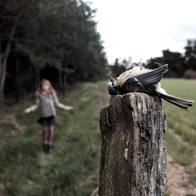 Как воробьи и вороны общаются друг с другом?