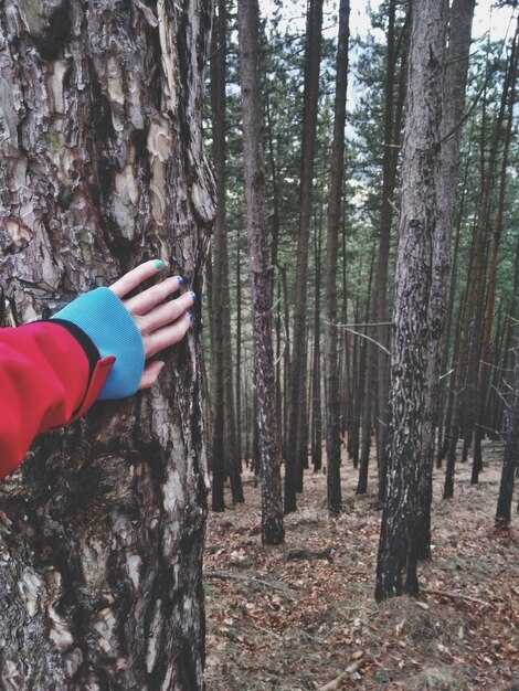 Определение морфологического разбора