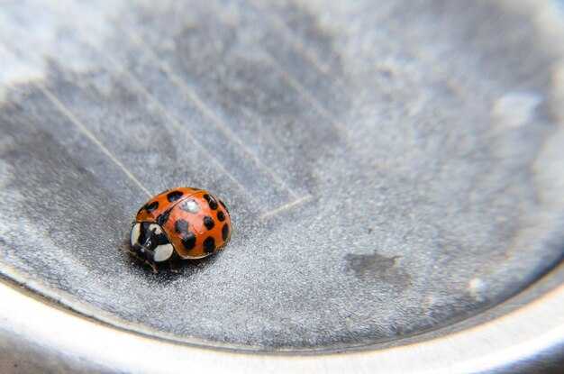 Нанесение основных цветов