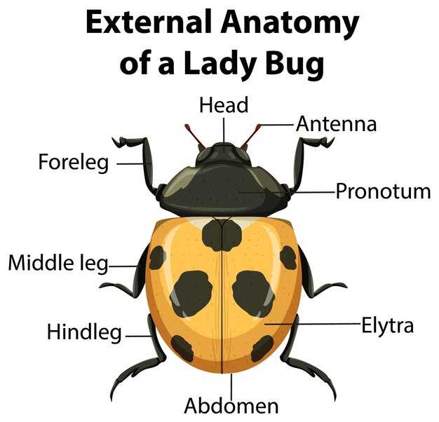 Добавление деталей и текстур