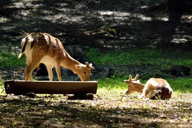 Создание природоохранных зон: Где и как это работает?