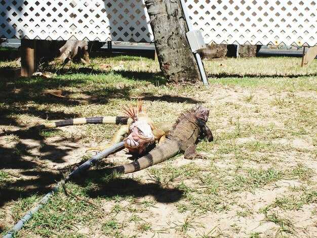 Сравнение с другими пословицами о порядке