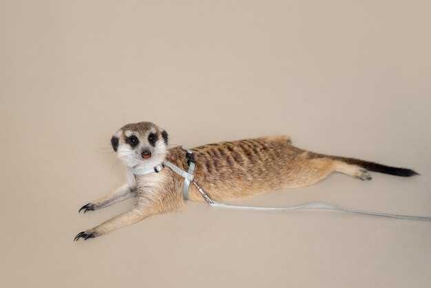 Уникальные виды и их способности